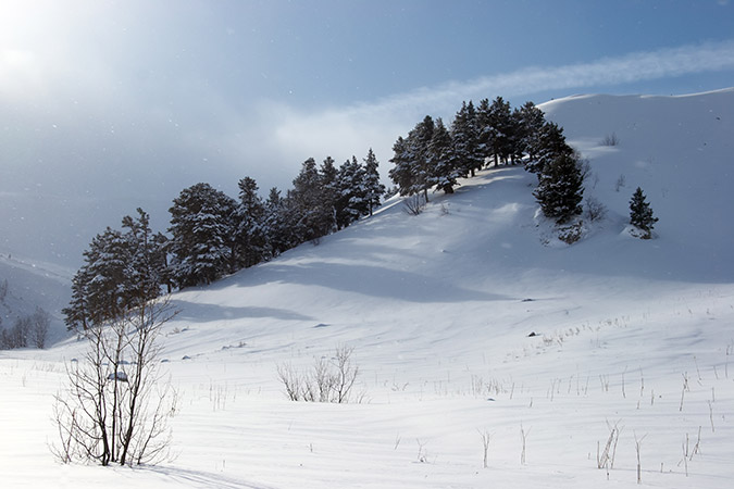 Группа деревьев в верховьях реки Цица