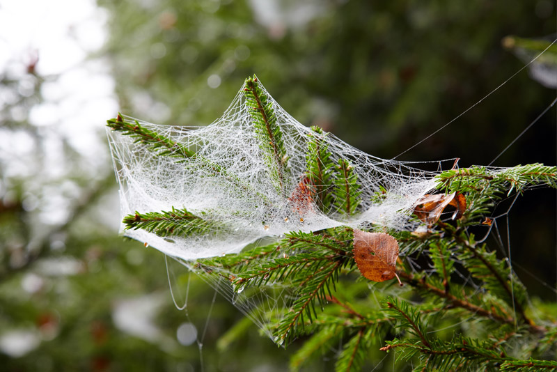 еловая ветка