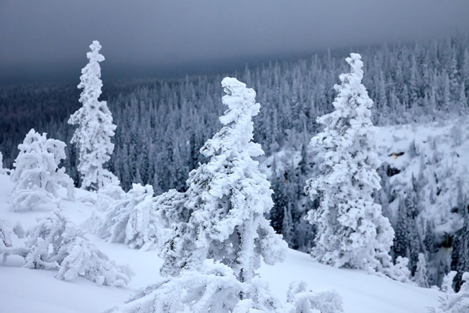 елки в снегу