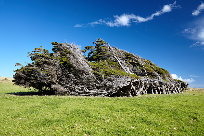 деревья, согнутые постоянными ветрами на Slope Point