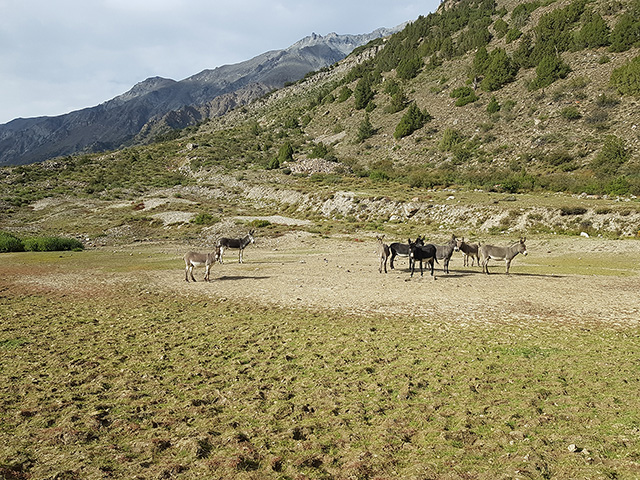 Пастбище в кармане морены